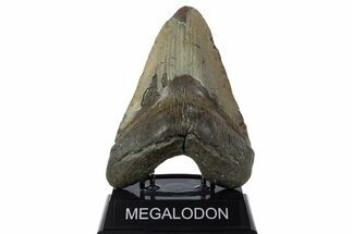 Huge, Fossil Megalodon Tooth - North Carolina #346326