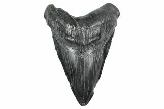 Fossil Megalodon Tooth - South Carolina #340134