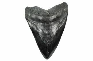 Fossil Megalodon Tooth - South Carolina #340140