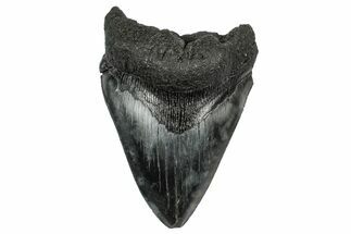 Fossil Megalodon Tooth - South Carolina #340195