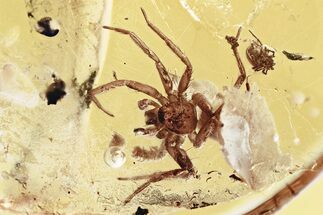 Fossil Pseudocentipede with Two Spiders In Baltic Amber - Rare #346384