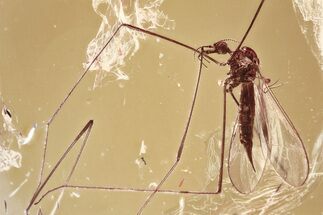 Detailed Fossil Crane Fly (Helius) In Baltic Amber #346388