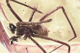 Detailed Fossil Nursery Web Spider (Pisauridae) In Baltic Amber #346389