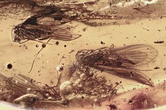 Three Fossil Caddisflies (Trichoptera) In Baltic Amber #346406