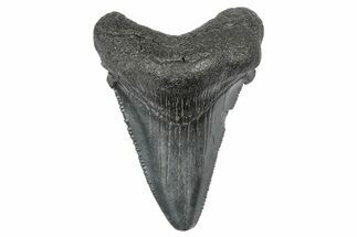 Serrated, Juvenile Megalodon Tooth - South Carolina #340506