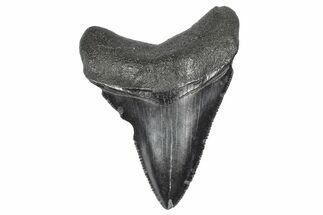 Serrated, Juvenile Megalodon Tooth - South Carolina #340507
