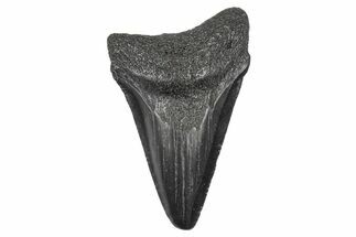 Juvenile Megalodon Tooth - South Carolina #340525