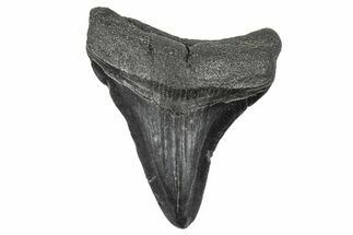 Juvenile Megalodon Tooth - South Carolina #340526