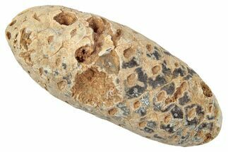 Fossil Cycadophyte Seed Cone - Boujdour, Morocco #346689