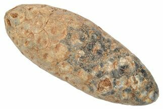 Fossil Cycadophyte Seed Cone - Boujdour, Morocco #346691