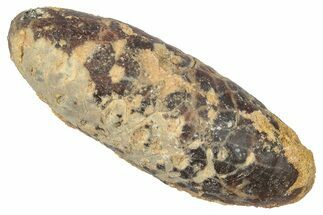 Fossil Cycadophyte Seed Cone - Boujdour, Morocco #346703
