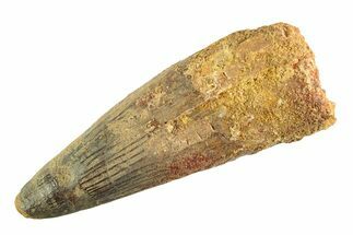 Real Fossil Spinosaurus Tooth - Huge Dinosaur Tooth #346758