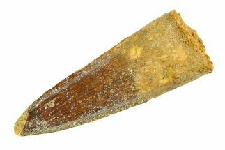 Fossil Spinosaurus Tooth - Real Dinosaur Tooth #346768