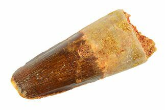 Real Fossil Spinosaurus Tooth - Feeding Worn Tip #346775