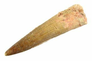 Real Fossil Spinosaurus Tooth - Nice Tip #346777