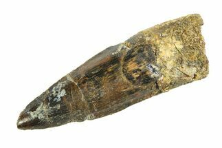 Fossil Spinosaurus Tooth - Real Dinosaur Tooth #346784