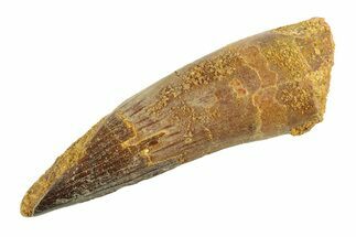 Fossil Spinosaurus Tooth - Real Dinosaur Tooth #346789