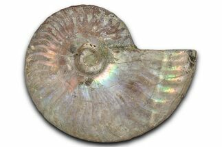 Silver Iridescent Ammonite (Cleoniceras) Fossil - Madagascar #346719
