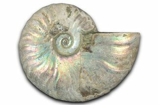Silver Iridescent Ammonite (Cleoniceras) Fossil - Madagascar #346724