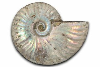 Silver Iridescent Ammonite (Cleoniceras) Fossil - Madagascar #346729
