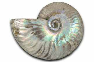 Silver Iridescent Ammonite (Cleoniceras) Fossil - Madagascar #346730
