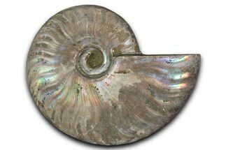 Silver Iridescent Ammonite (Cleoniceras) Fossil - Madagascar #346731