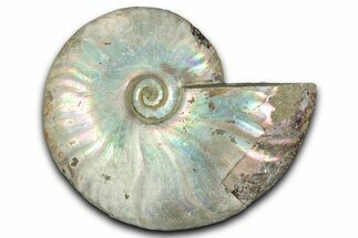 Silver Iridescent Ammonite (Cleoniceras) Fossil - Madagascar #346732