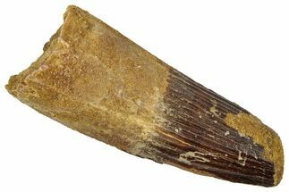 Real Fossil Spinosaurus Tooth - Feeding Worn Tip #346792