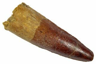 Fossil Spinosaurus Tooth - Real Dinosaur Tooth #346805