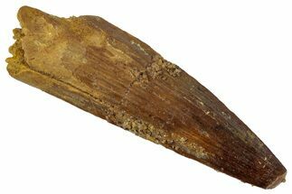Fossil Spinosaurus Tooth - Real Dinosaur Tooth #346819
