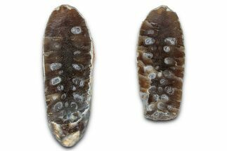 Cut & Polished Fossil Cycadophyte Cone - Boujdour, Morocco #346842