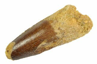Fossil Spinosaurus Tooth - Real Dinosaur Tooth #346885