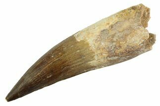 Real Fossil Spinosaurus Tooth - Giant Dinosaur Tooth #346931