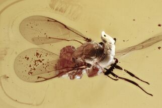 Detailed Fossil Wasp (Chalcidoidea) In Baltic Amber #346571