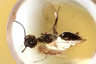 Detailed Fossil Wasp (Bethylidae) In Baltic Amber #346582