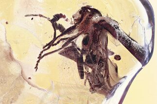 Rare Soldier Beetle (Cacomorphocerus) & Fungus Gnat in Baltic Amber #346590