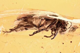 Detailed Fossil Marsh Beetle (Scirtidae) in Baltic Amber #346594