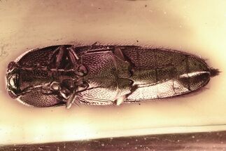 Detailed Fossil False Click Beetle (Eucnemidae) in Baltic Amber #346595