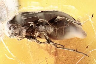 Detailed Fossil False Flower Beetle (Scraptiidae) in Baltic Amber #346600