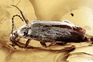Detailed Fossil False Flower Beetle (Scraptiidae) in Baltic Amber #346601
