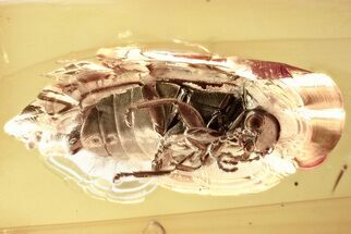 Detailed Fossil Marsh Beetle (Scirtidae) in Baltic Amber #346602