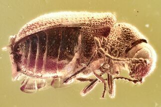 Detailed Fossil Death-Watch Beetle (Dryophilinae) in Baltic Amber #346610