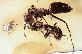 Two Detailed Fighting Fossil Ants (Formicinae) In Baltic Amber #346626