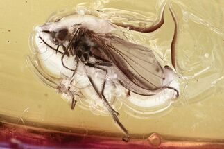 Detailed Fossil Dagger Fly (Empididae) In Baltic Amber #346627