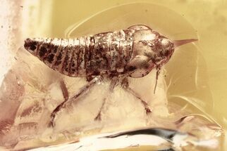 Detailed Fossil Leafhopper and True Midge In Baltic Amber #346640