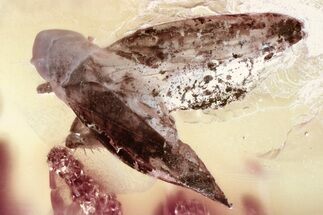 Two Fossil Leafhoppers (Cicadellidae) In Baltic Amber #346646