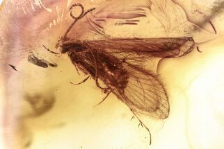 Fossil Caddisfly and Midge w/ Attached Phoretic Mite in Baltic Amber #346652