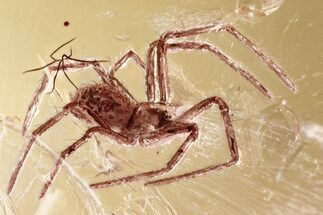 Detailed Fossil Spider (Araneae) In Baltic Amber #346653
