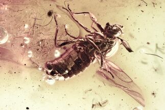 Fossil Dung Midge (Scatopsidae) in Baltic Amber #346654