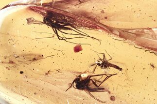 Detailed Fossil Biting Midge and Fungus Gnats In Baltic Amber #346668